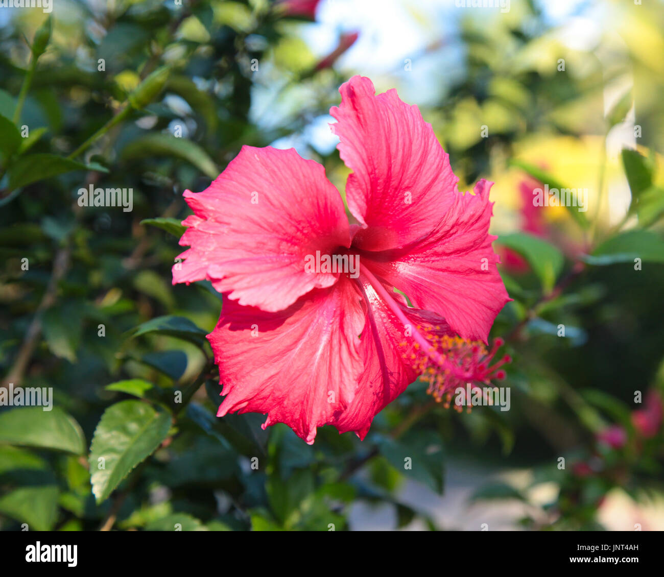 Flor tropical hibiscus rojo Foto de stock