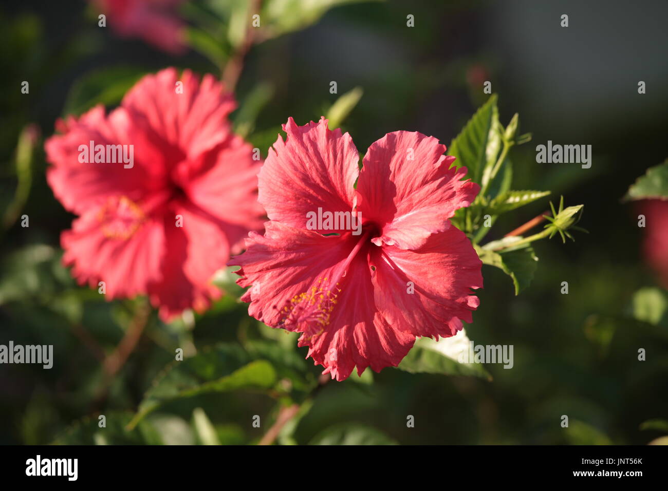 Flor de hibiscus rojo verde macro Foto de stock