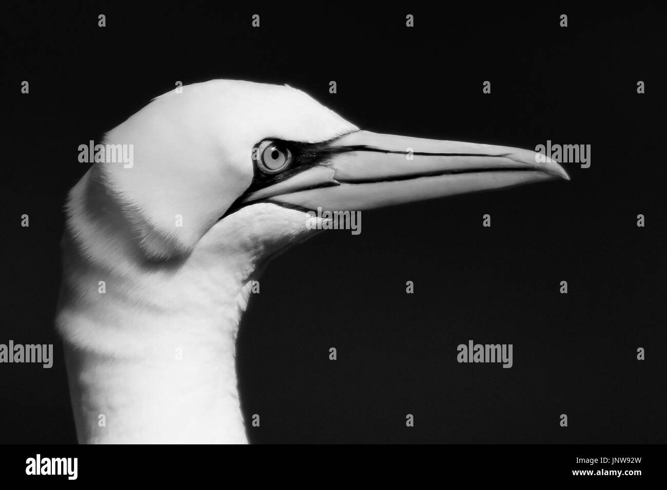 Disparo a la cabeza de un ave marina Gannett Foto de stock