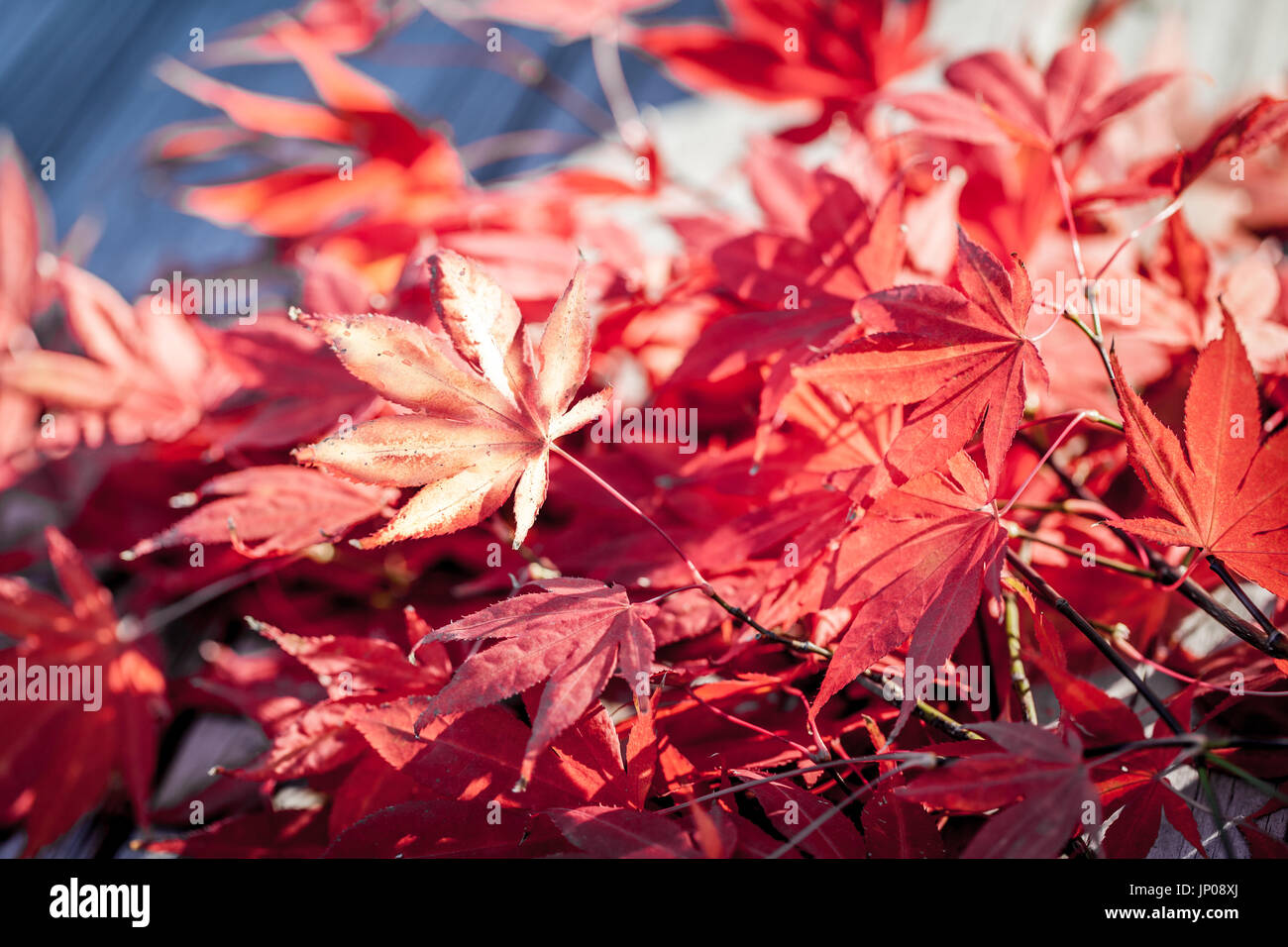 Resumen Antecedentes de coloridas hojas otoñales Foto de stock