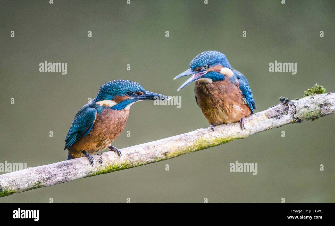 Dos jóvenes martines pescadores posado en una rama, primerizos Foto de stock