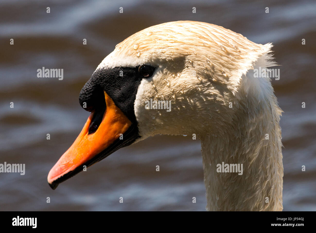 Cabeza de un cisne Foto de stock