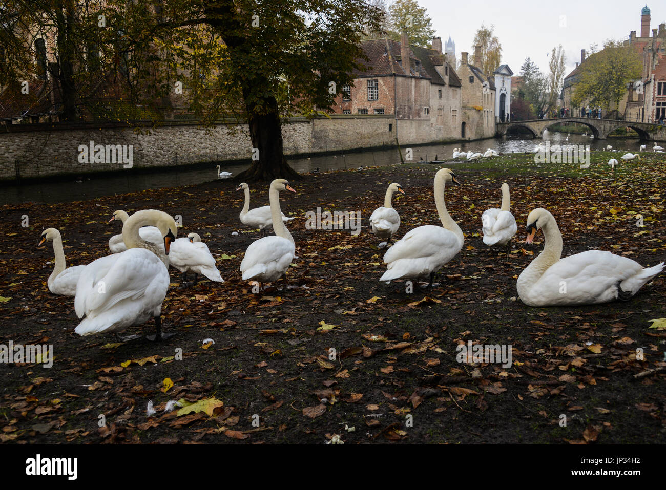 Silenciar los cisnes que viven en una ciudad Foto de stock