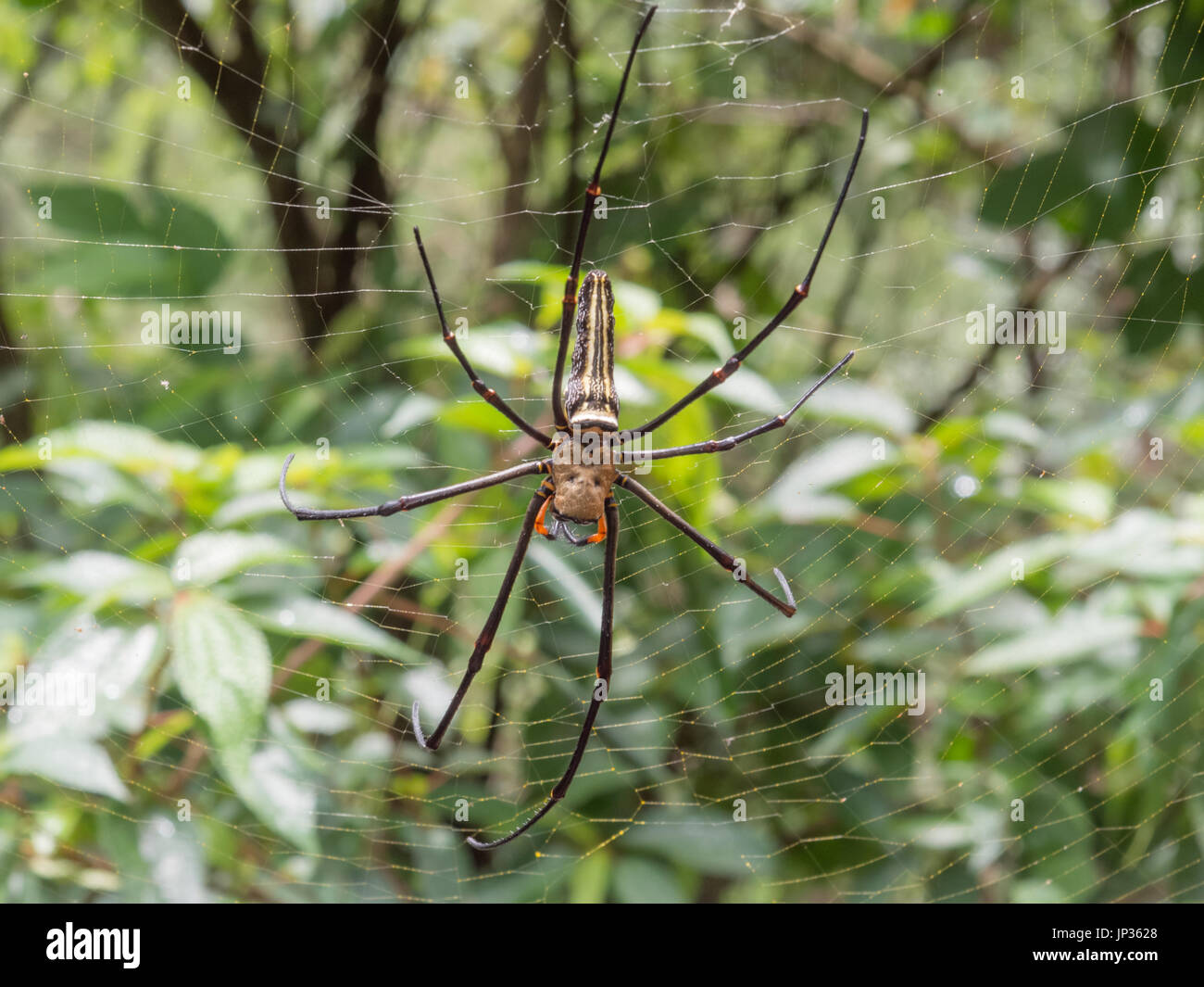 Una enorme araña en la tela de araña en Taiwán. Foto de stock
