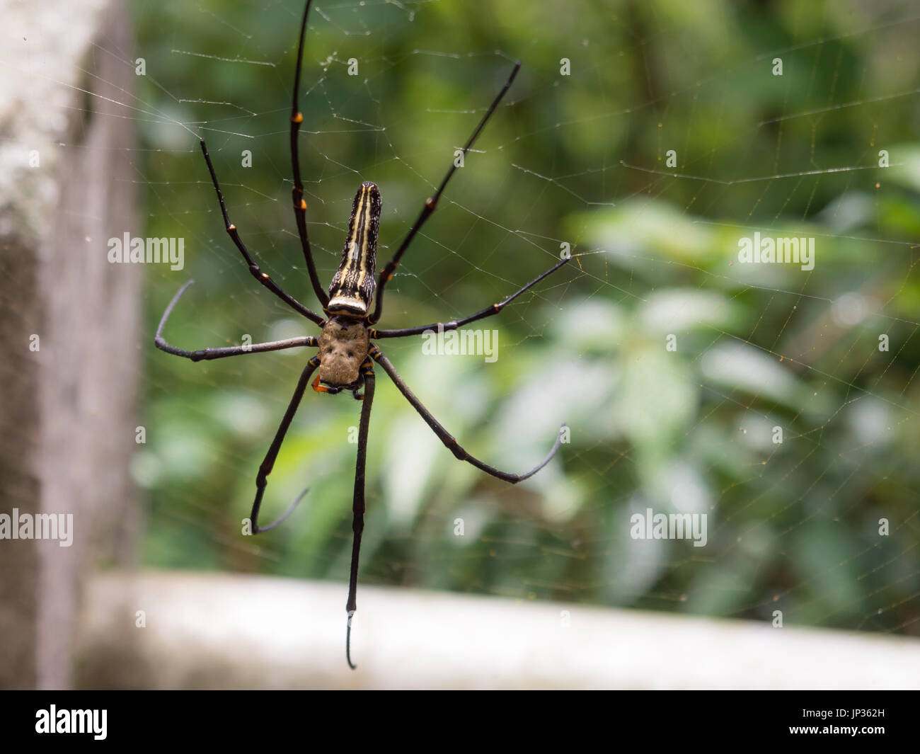 Una enorme araña en la tela de araña en Taiwán. Foto de stock