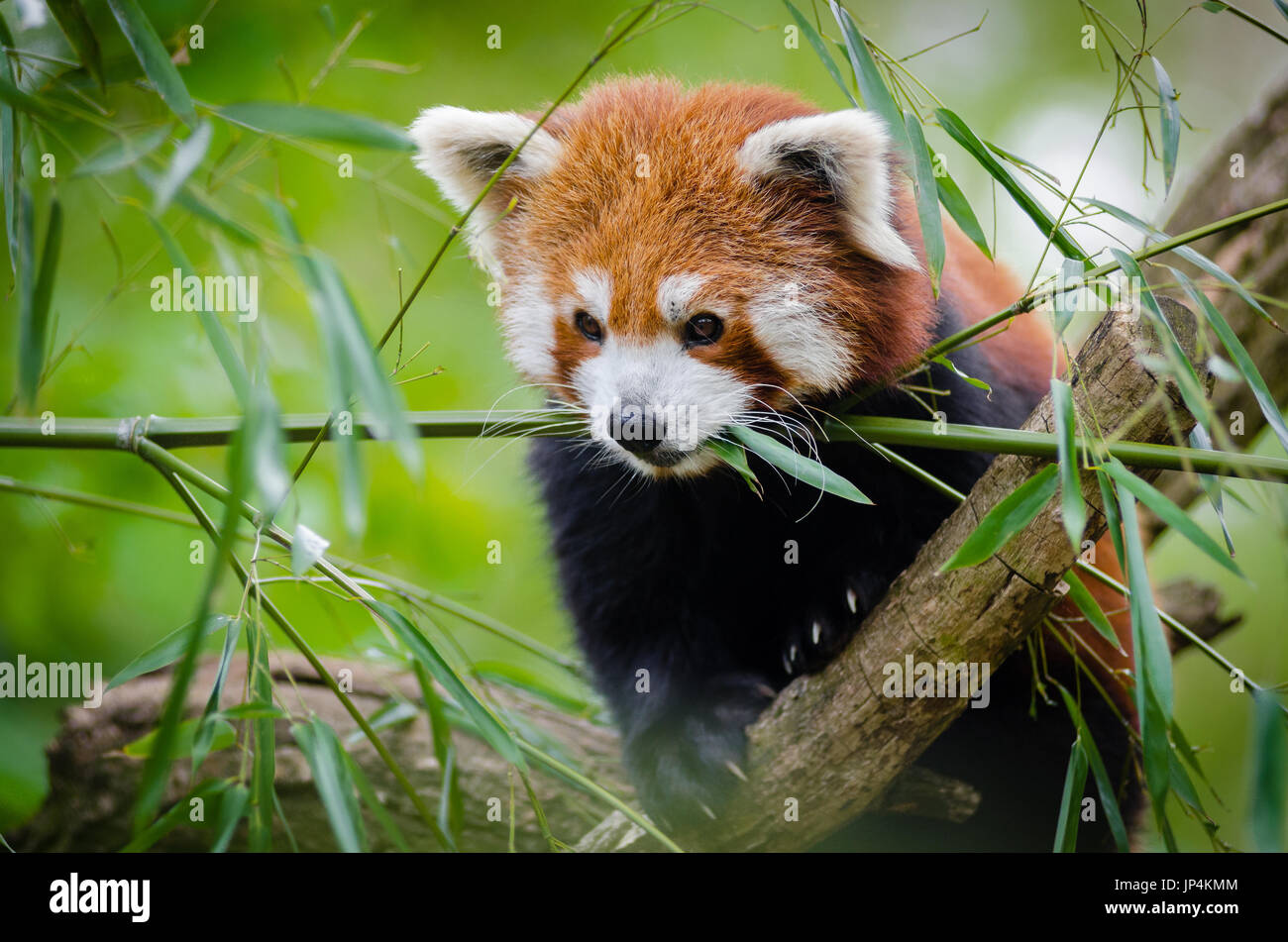 Panda rojo en el árbol Foto de stock
