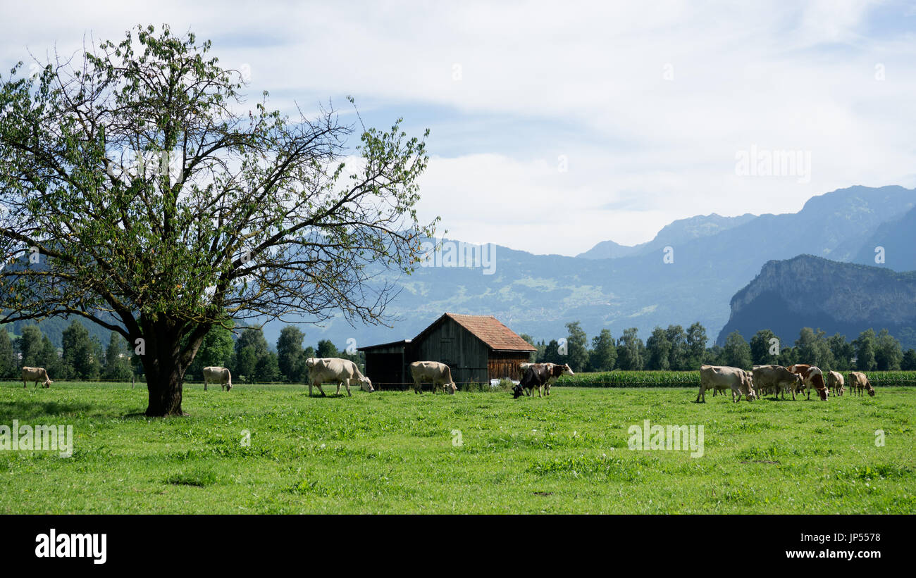 Europa, Suiza, St. Gallen, Sargans, Wangs - Kühe auf der Weide im Morgentau vacas en pastos verdes en el rocío de la mañana Foto de stock