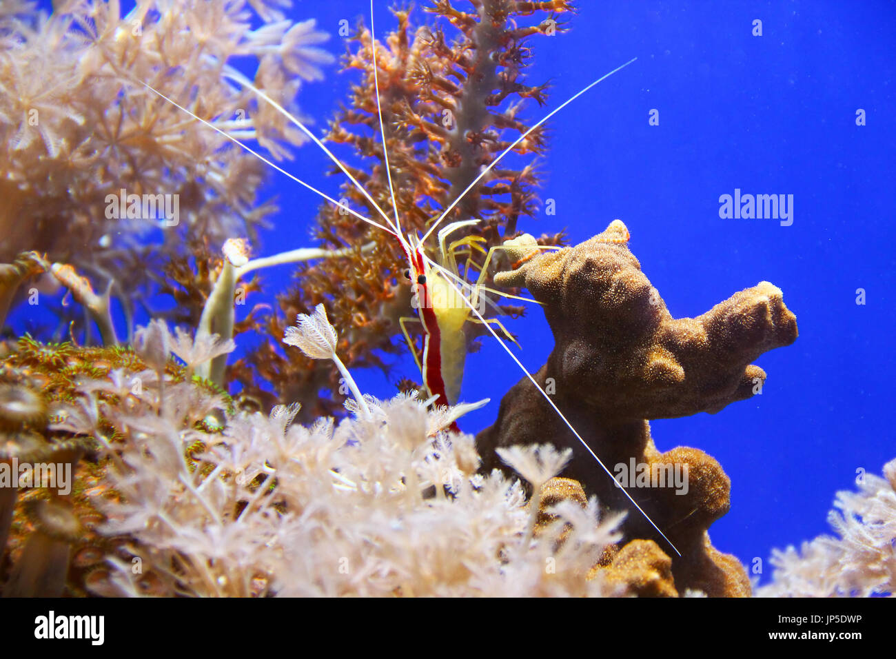 Pacífico camarón limpiador (lysmata amboinensis) en el arrecife de coral Foto de stock