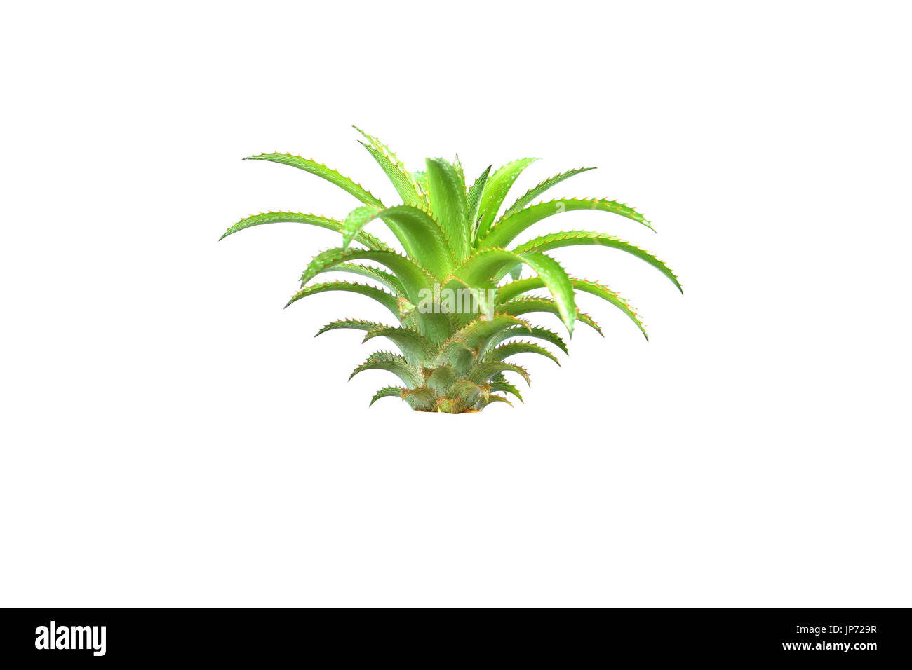 Árbol de piña en aisladas Foto de stock