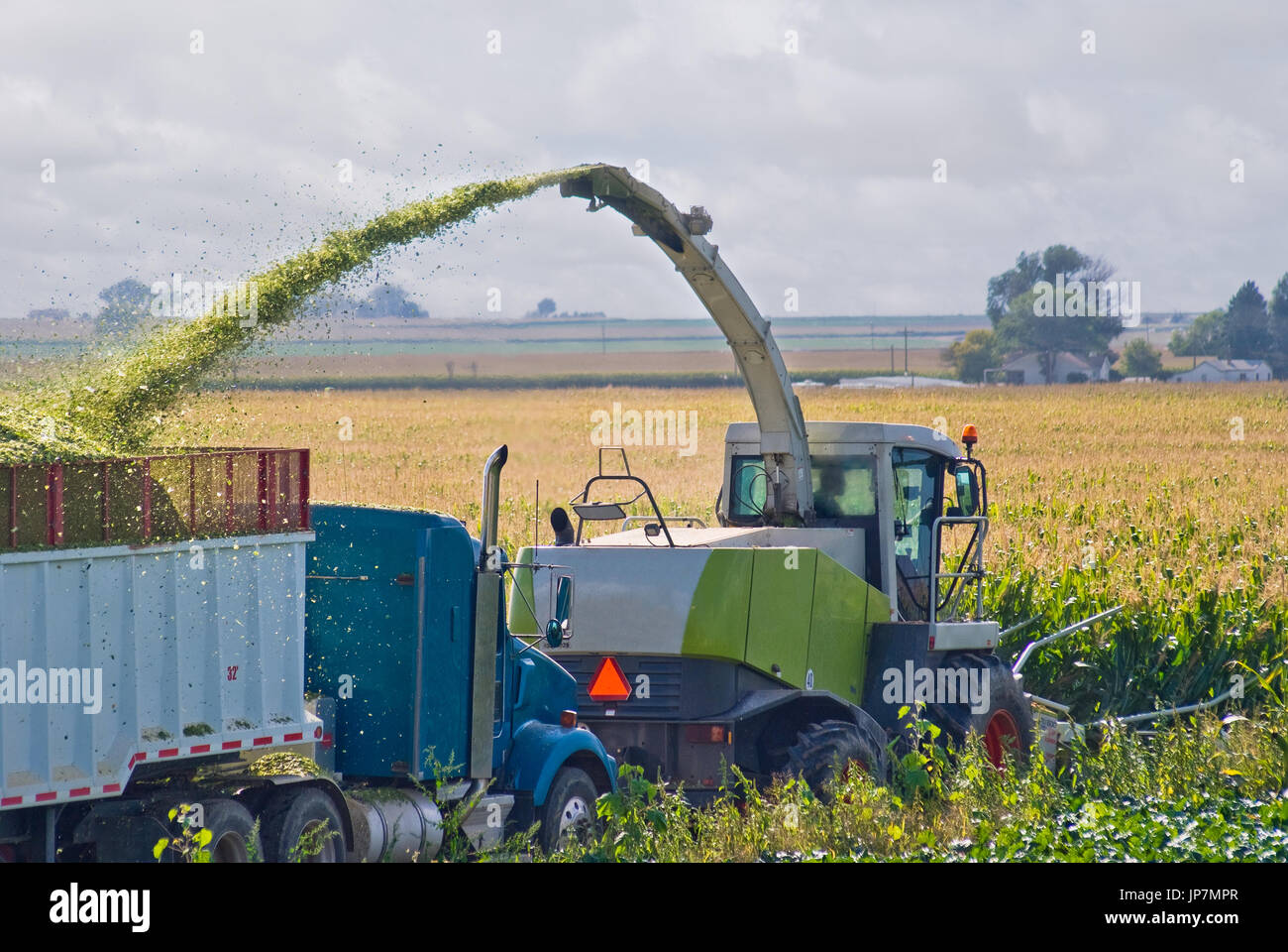 Agricultor picar los tallos de maíz, mientras que sopla el ensilaje resultante en un camión. Foto de stock