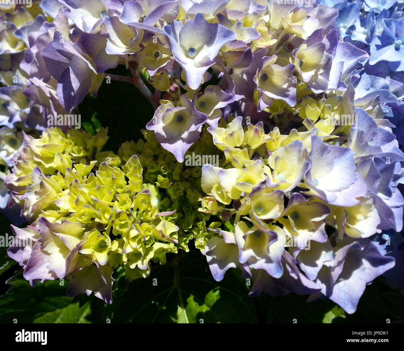 Hydrangea azul y púrpura Foto de stock