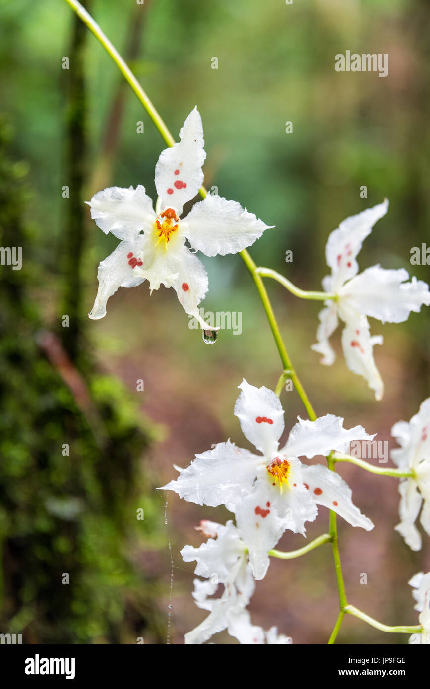 Hermosas orquídeas blancas pequeñas flores en un bosque cerca de la ciudad  de Manizales, Colombia Fotografía de stock - Alamy