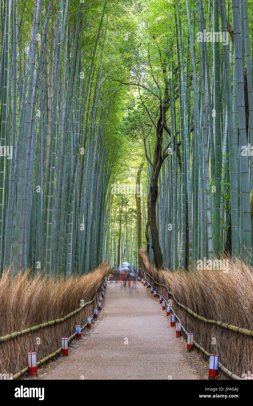 La ciudad de Kyoto, Japón, Bambu Arashiyama Grove Foto de stock