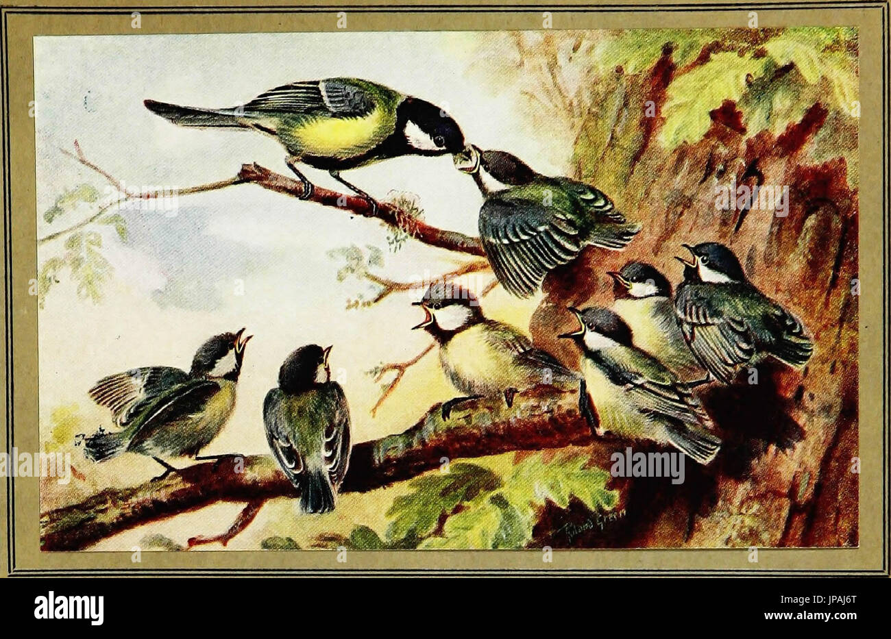 "El libro de aves británica" (1921) Foto de stock