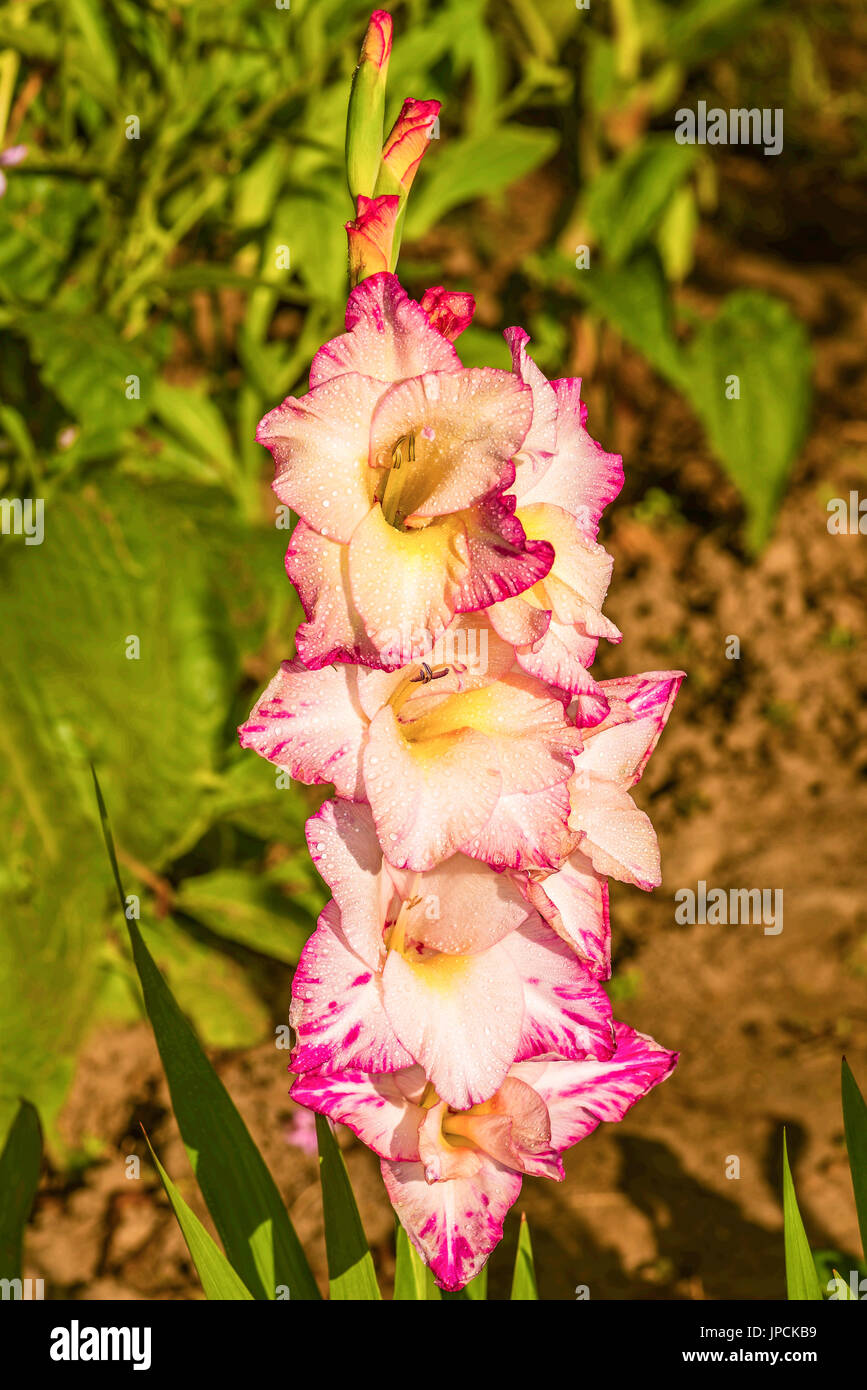 Un gladiolo Flor que crece en el jardín de verano Fotografía de stock -  Alamy