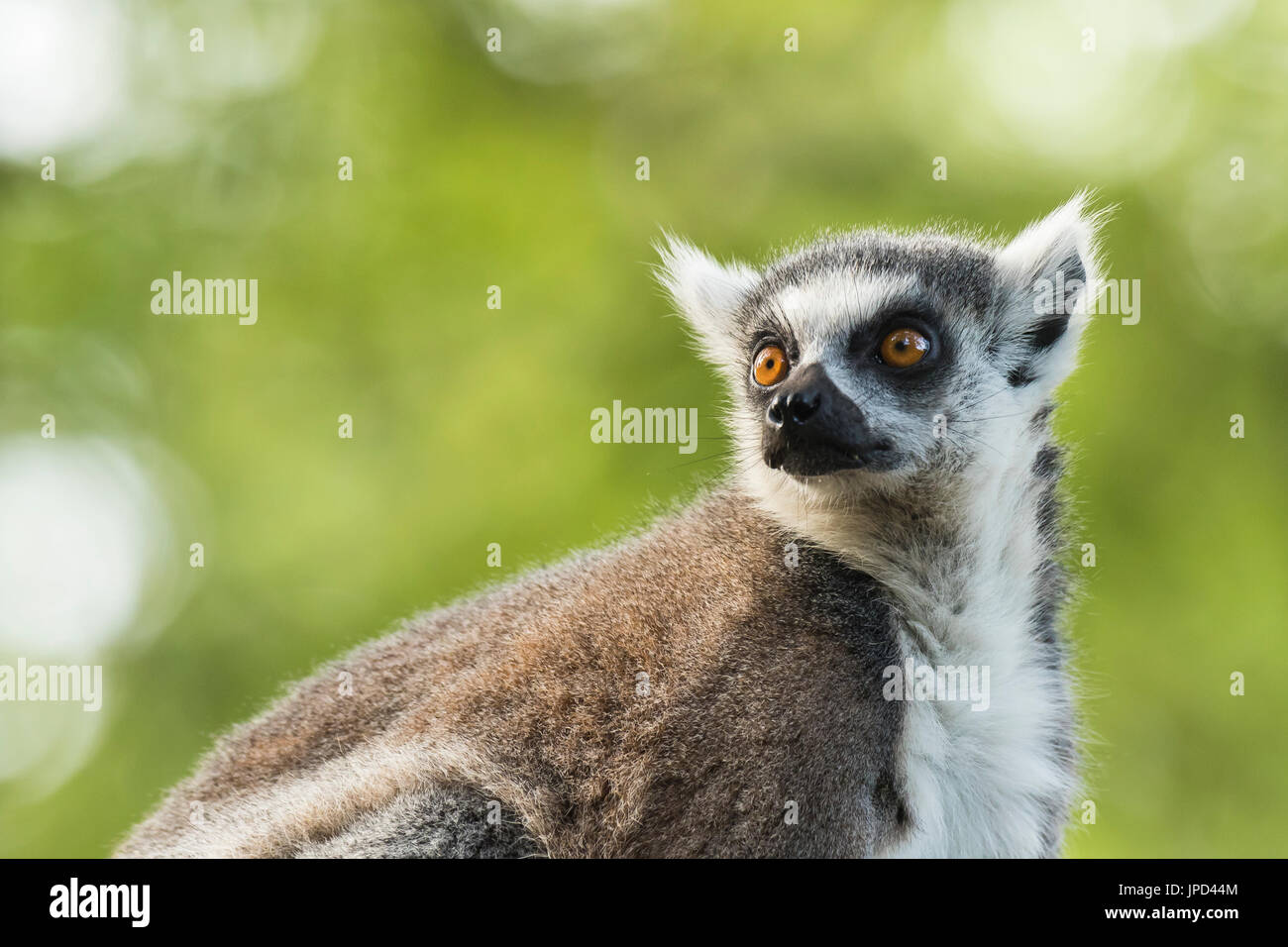 Closeup retrato de un lémur de cola anillada (Lemur catta) encaramado en un árbol en un bosque. Estos primates son nativos de la isla de Madagascar. Foto de stock