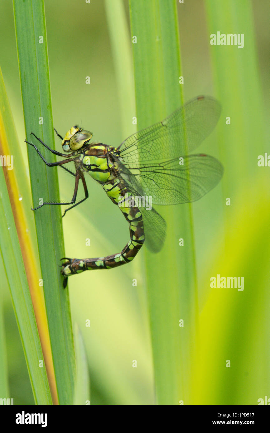 Southern hawker, Aeshna cyanea, dragonfly. adulto hembra depositando huevos en bandera amarilla iris tallo. Sussex, Reino Unido. Julio. Foto de stock