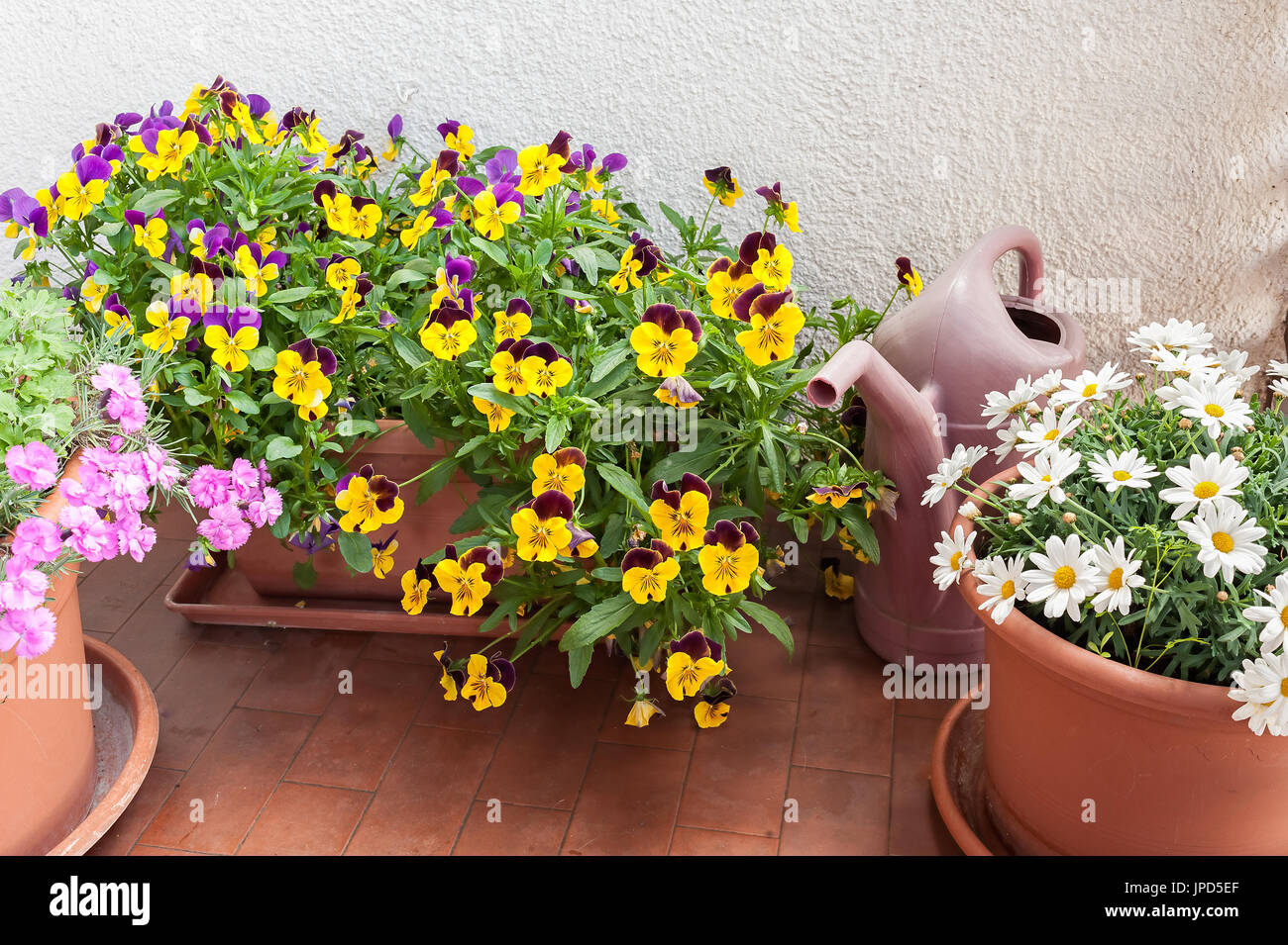 Jarrones con flores cultivadas en la terraza de un apartamento y una regadera. Foto de stock