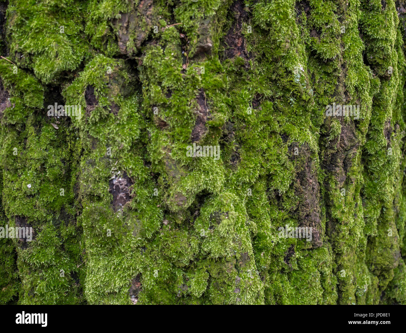 Antecedentes. La corteza de un árbol cubierto de musgo verde. Foto de stock