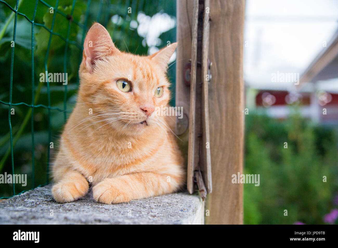Jengibre domésticos gato que descansa detrás de una valla Foto de stock