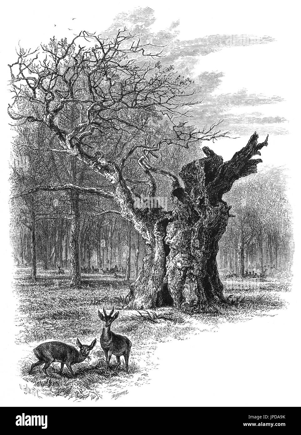 1870: Venado delante del gigantesco Roble, cerca de la torre Cranbourne en la reserva real de caza de Cranbourne Chase. Ahora es parte del gran parque de Windsor, Berkshire, Inglaterra Foto de stock