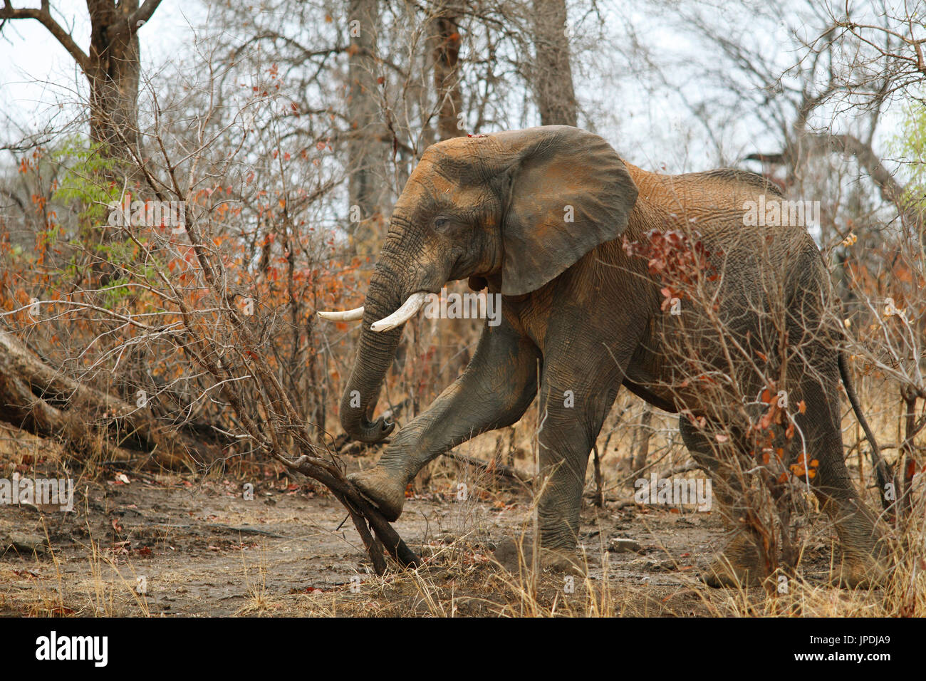 Bush elefante africano (Loxodonta africana), el forrajeo, el Parque Nacional de Kafue, Zambia Foto de stock