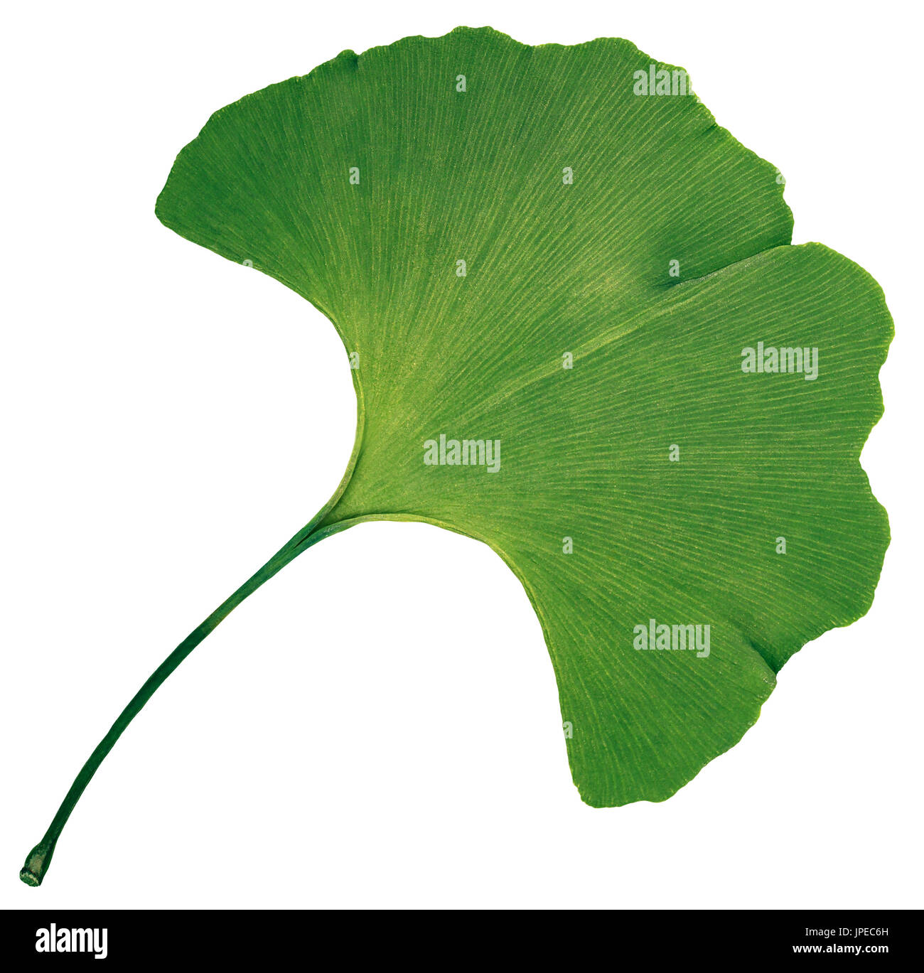 Ginkgo biloba leaf aislado sobre fondo blanco. Foto de stock