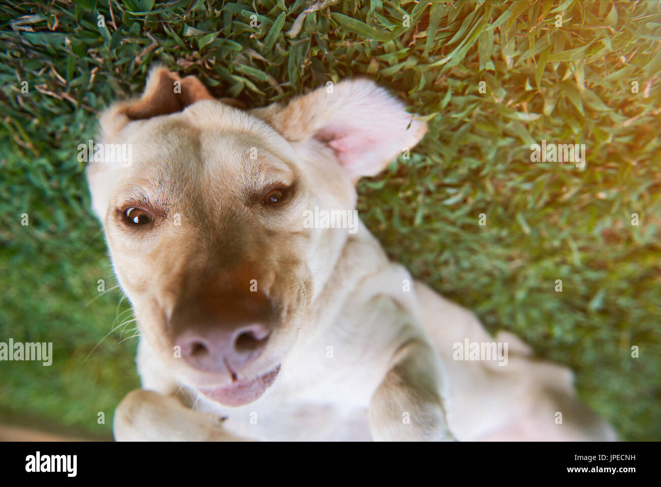 Cara divertida de perro labrador marrón recostada sobre la hierba verde. Closeup retrato de perro marrón Foto de stock
