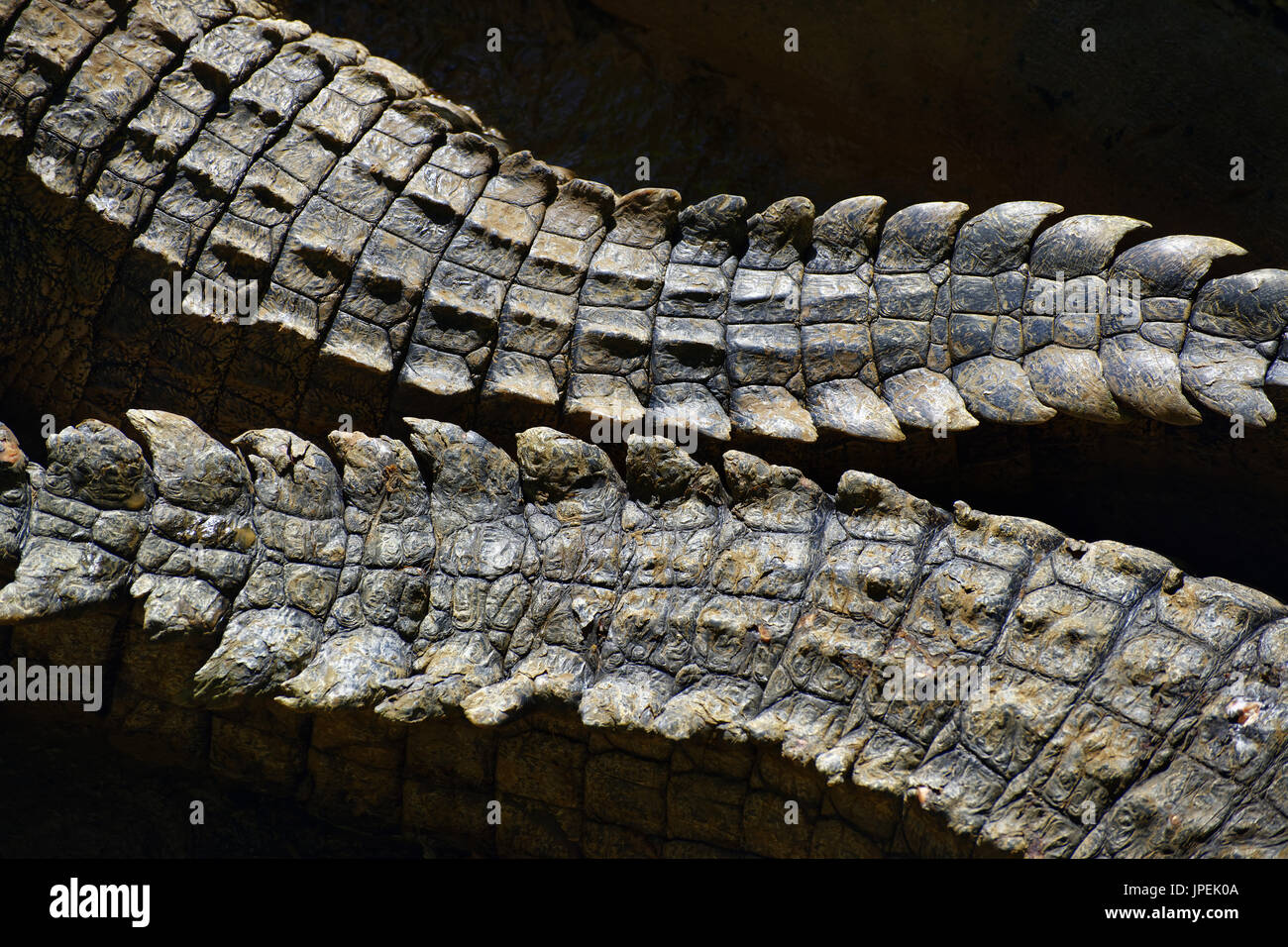 Colas de cocodrilo del Nilo (Crocodylus niloticus Foto de stock