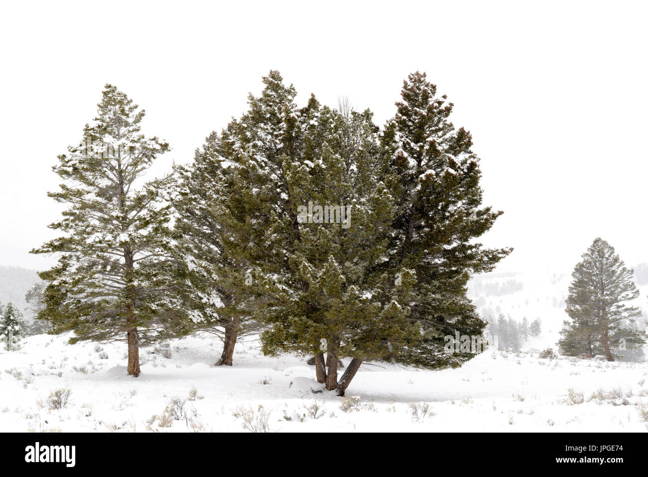 Paisaje con pinos durante la tormenta de nieve en invierno, el Parque Nacional Yellowstone, Wyoming, Montana, EE.UU. Foto de stock