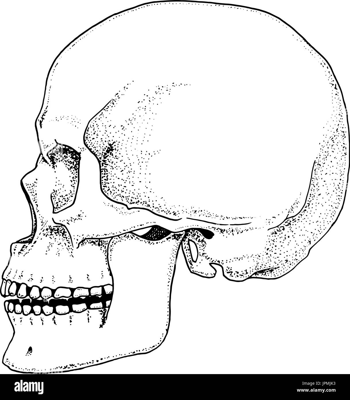 La biología humana, la anatomía ilustración. grabado dibujado a mano en el casco antiguo de boceto y vintage style. cráneo o esqueleto de silueta. Los huesos del cuerpo. Vista frontal o la La biología humana, la anatomía ilustración. grabado dibujado a mano en el casco antiguo de boceto y vintage style. cráneo o esqueleto de silueta. Los huesos del cuerpo. Vista frontal o la