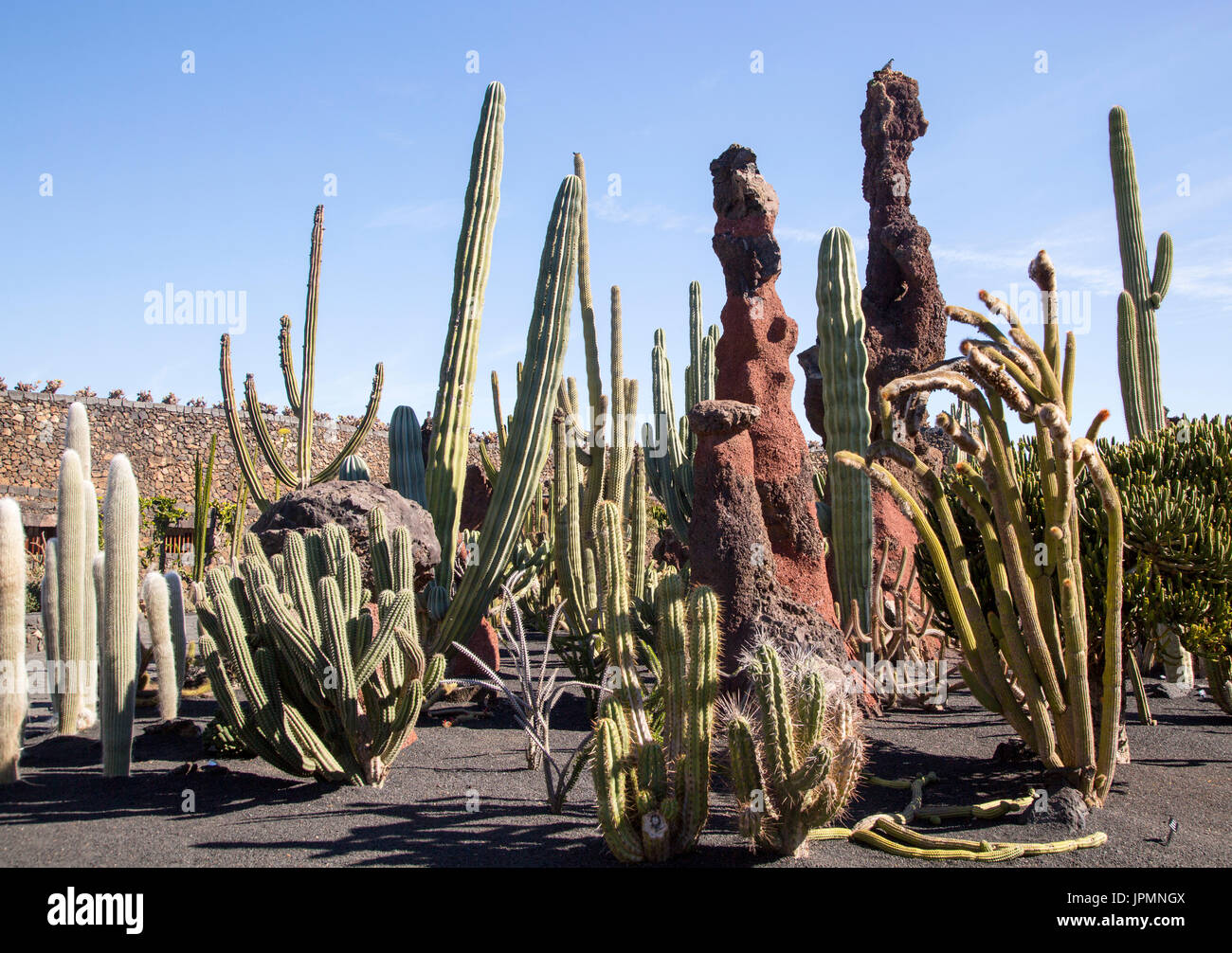 Dentro de las plantas de cactus jardín de cactus diseñado por César Manrique, Guatiza, Lanzarote, Islas Canarias, España Foto de stock
