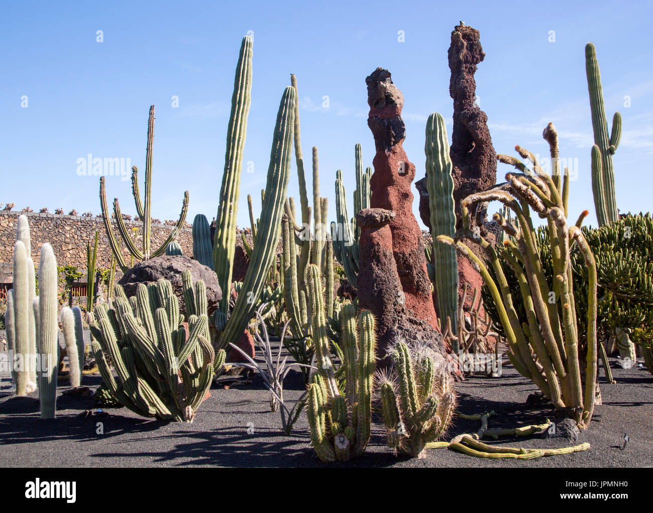 Dentro de las plantas de cactus jardín de cactus diseñado por César Manrique, Guatiza, Lanzarote, Islas Canarias, España Foto de stock