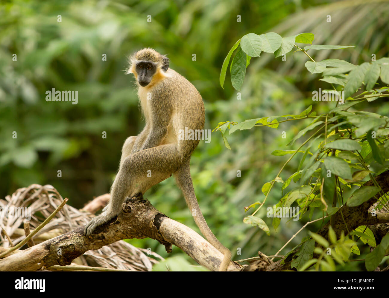 Mono verde. Los monitos hallado en Barbados procedían originariamente de  Senegal y Gambia hace siglos. Desde entonces, los monos se han convertido  en Fotografía de stock - Alamy