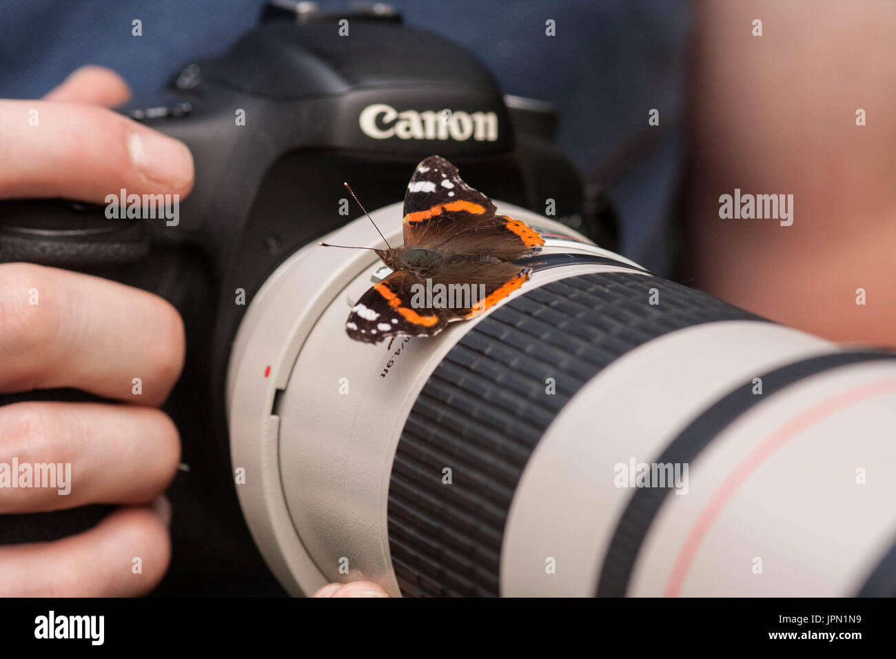 Almirante rojo mariposa sobre Canon 7D de cámara Fotografía de stock - Alamy