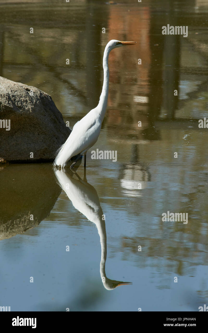 Western Garzón Blanco (Ardea alba), de pie en el lago, la pesca, la reflexión Foto de stock