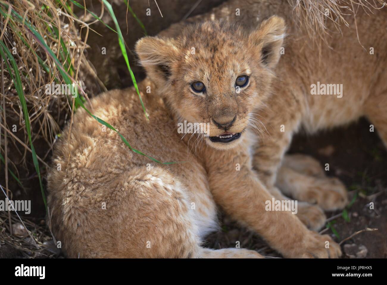 Cachorros de león en el parque nacional del Serengeti Foto de stock
