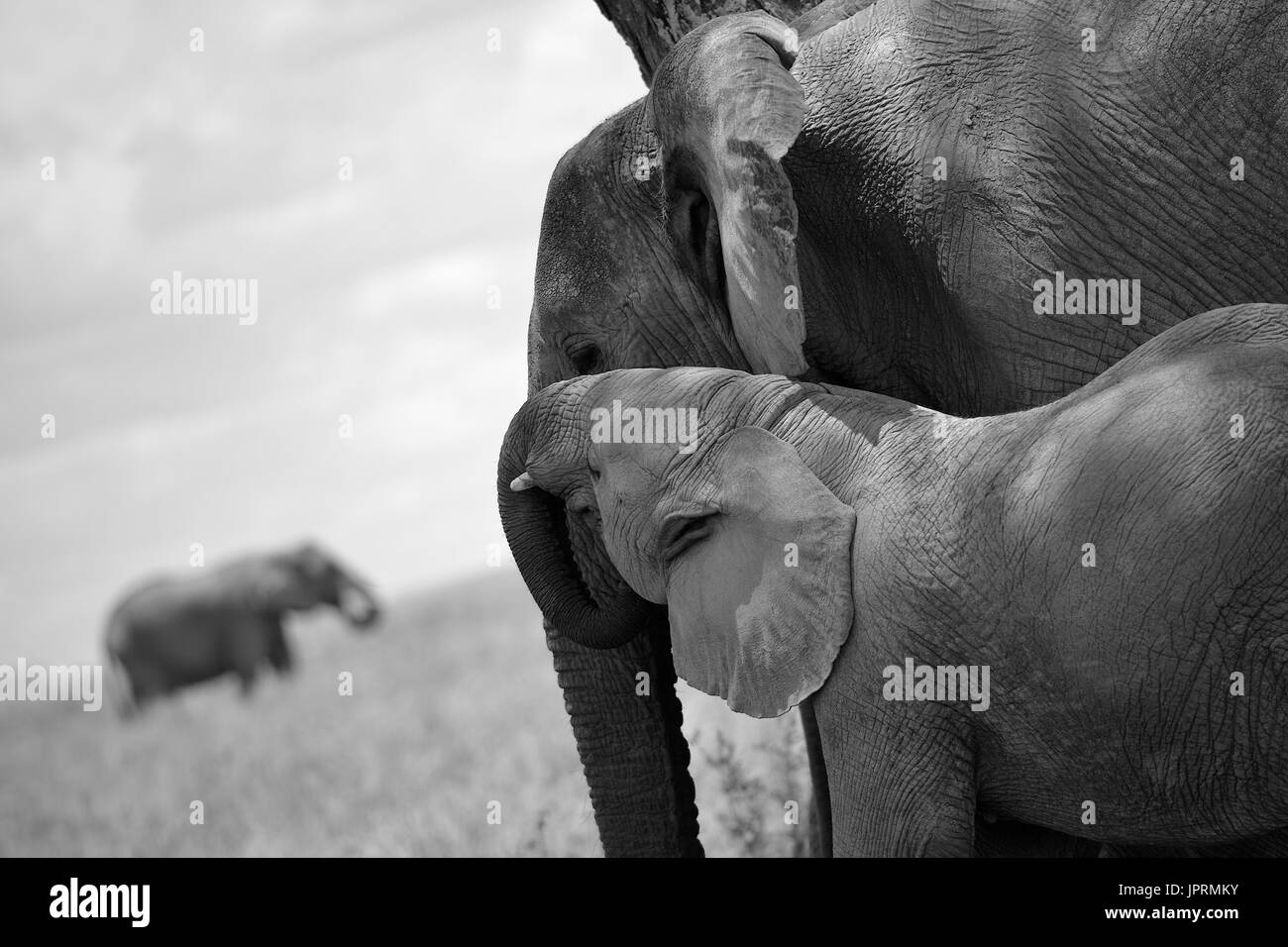 Los elefantes deambulan por las llanuras del Serengeti Foto de stock