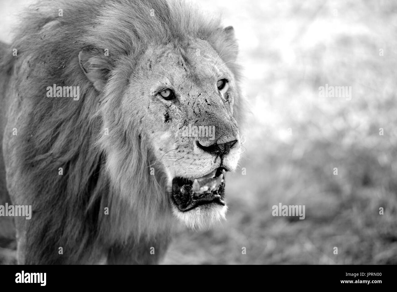Retrato de león en el Parque Nacional del Serengeti Foto de stock