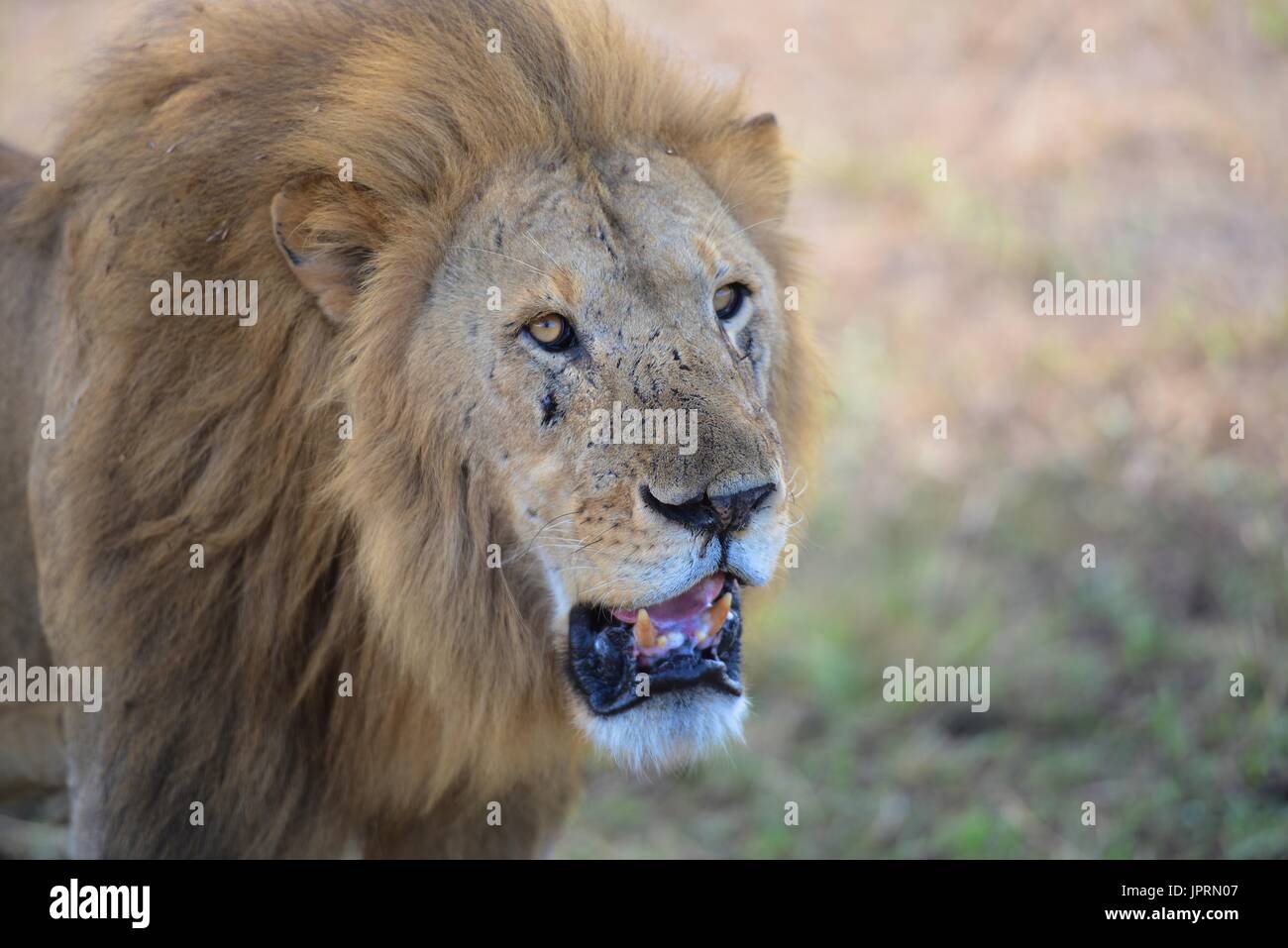 Retrato de león en el Parque Nacional del Serengeti Foto de stock