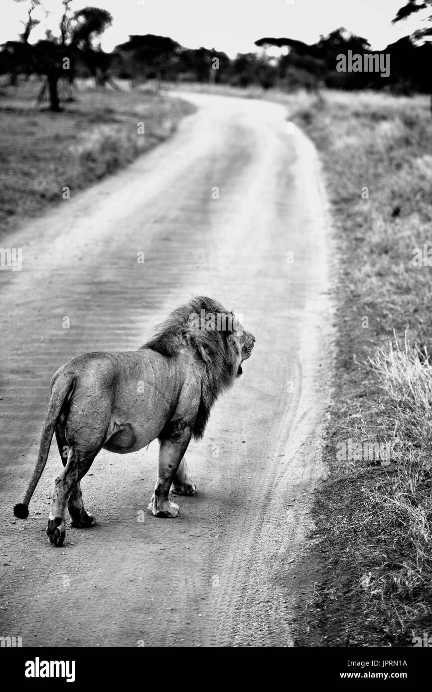 Lion paseos por una carretera de tierra en el Parque Nacional del Serengeti. Foto de stock