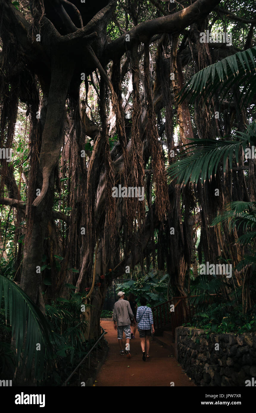 Par de turistas siga el camino en la selva ara en el Loro Parque, con una exuberante y frondosa vegetación. Loro Parque, Puerto de la Cruz, Tenerife, Canarias Foto de stock