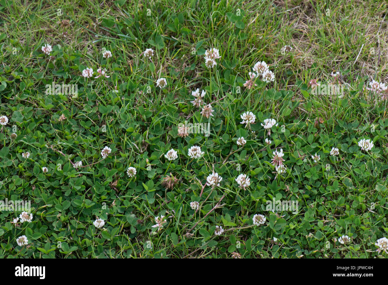 Trébol blanco, Trifolium repens, en flor en un césped débil, Berkshire, Junio Foto de stock
