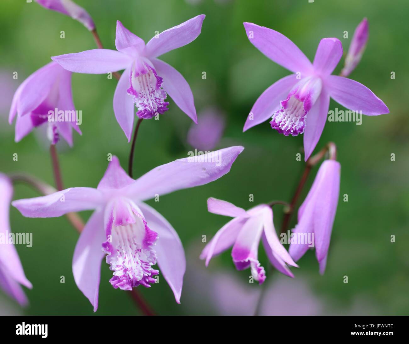 Hardy Bletilla striata Orchid (Orquídea) origen chino Fotografía de stock -  Alamy