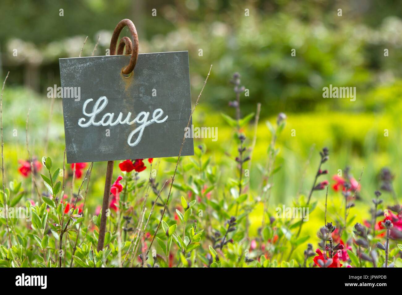 Sage (Salvia sp.) en el jardín del castillo de la Roche, Jagu Côtes-d'Armor, Bretaña, Francia Foto de stock