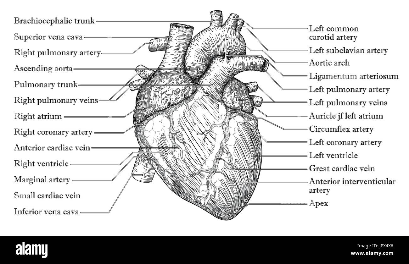 Corazón humano dibujo fotografías e imágenes de alta resolución - Alamy Corazón humano dibujo fotografías e imágenes de alta resolución - Alamy