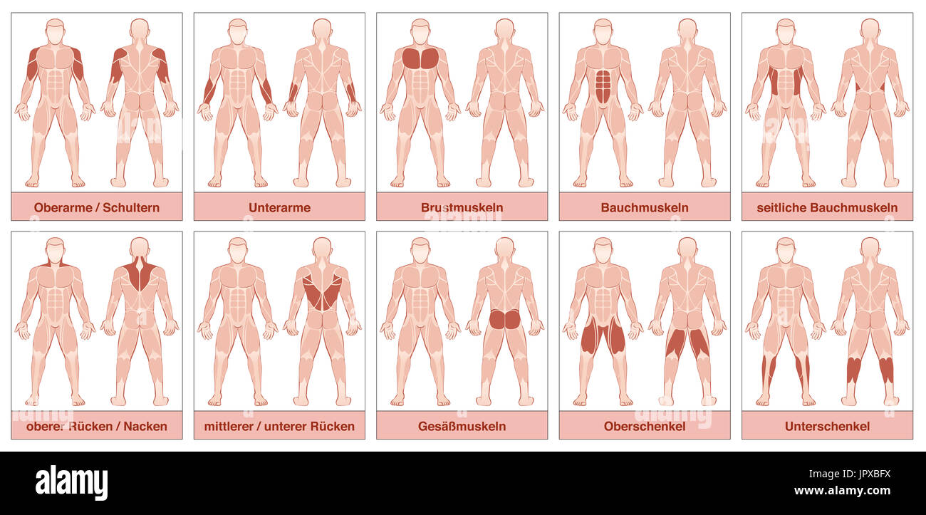 Gráfico muscular con nombres alemanes - cuerpo masculino con el mayor los músculos humanos, divididos en diez tarjetas etiquetadas con los nombres. Foto de stock