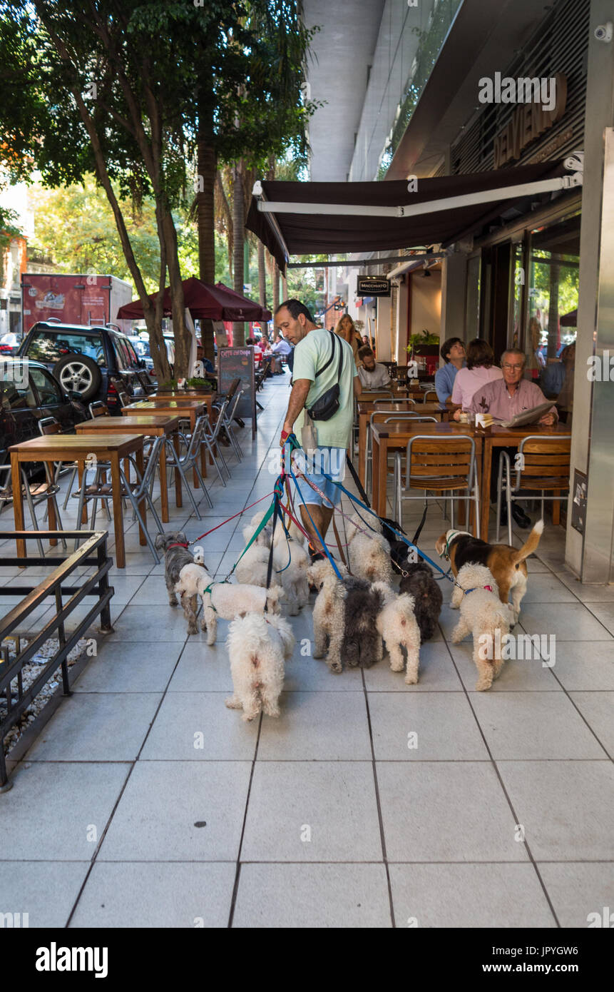 Dog Walker - Buenos Aires, Argentina Foto de stock