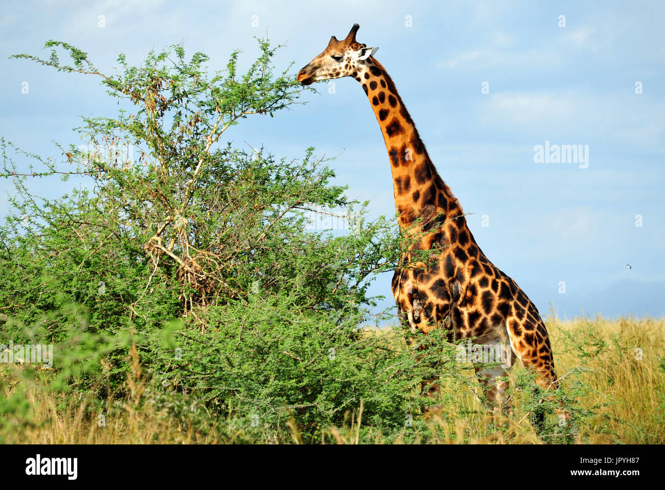 Jirafa comiendo una Acacia - Uganda Murchison Falls Fotografía de stock - Alamy