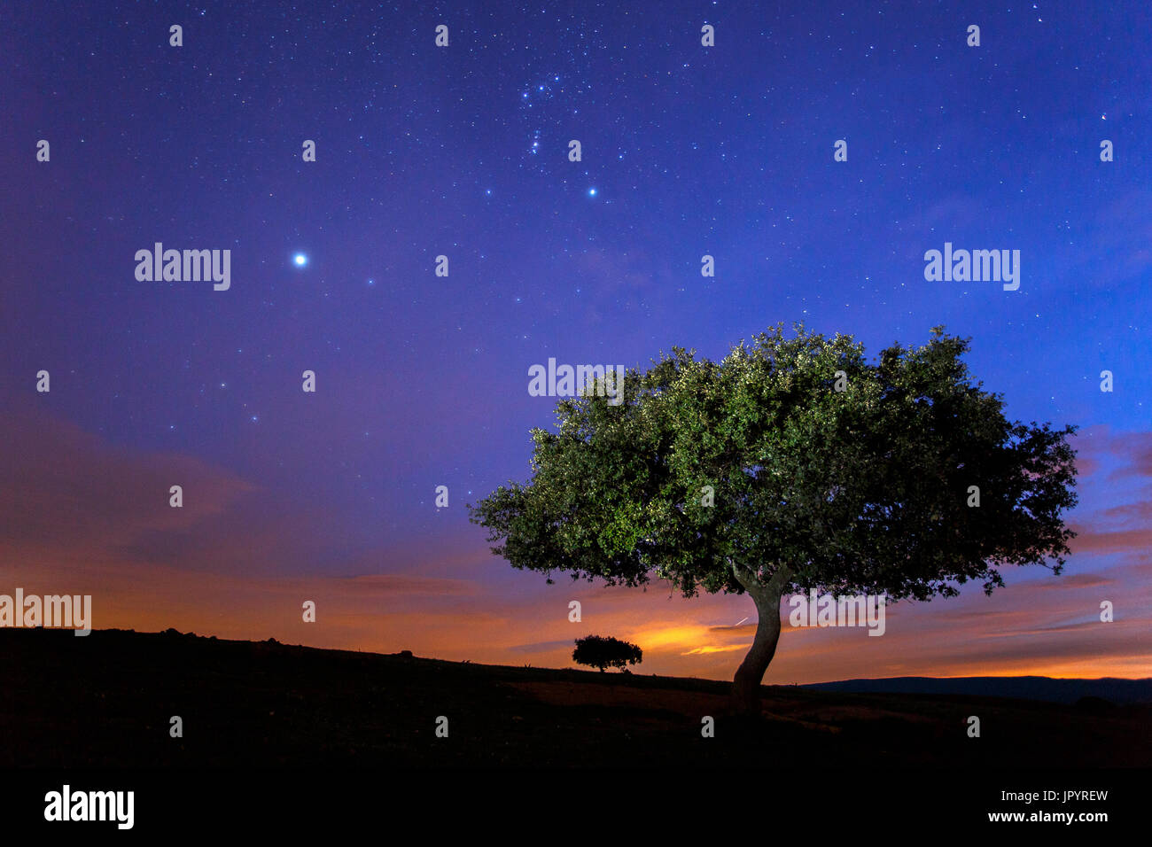 Holly oak en la noche - Valle de Alcudia, España Foto de stock